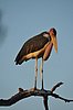 Marabu-Storch