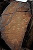 Felsgravuren der Aborigines auf der Burrup Peninsula