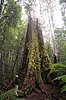 Einer der grössten Eukalyptus Bäume der Erde im Mt. Field NP.