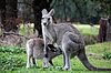 Der Kleine ist wohl in der Zwischenzeit zu gross fürs Beutelchen. Eastern grey Kangaroo.