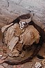 Mumie auf dem Cementerio Chauchilla, Gräberfeld aus der Präinkazeit