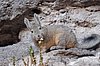 Viscacha, eine Chinchilla-Art, schaute auch bei uns vorbei.
