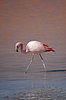 Flamingo stolziert in der Abendsonne